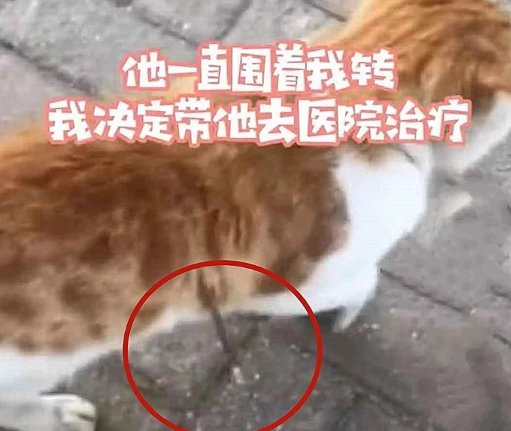 流浪猫的身上插着根钢针 还还以为是作剧 能够看清楚后流淌下来了眼泪(图1)