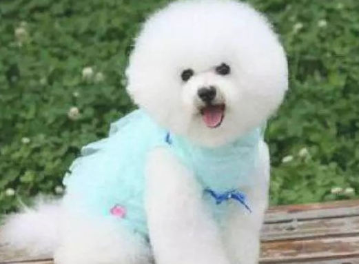 狗体外驱虫应当及时需要多长时间陆续开展第二次会比较比较好?(图1)