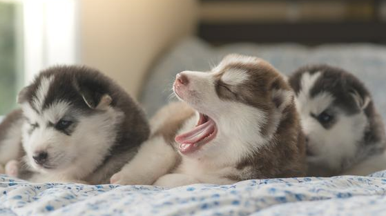 狗体外驱虫应当及时需要多长时间陆续开展第二次会比较比较好?(图2)