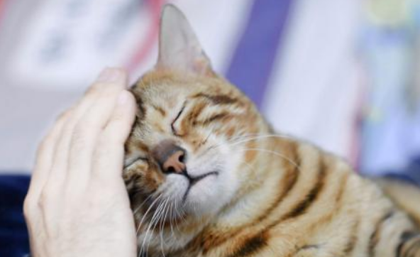 小男孩想养猫 第二天猫咪竟主动地送上门的 还每个月来了6只!(图1)