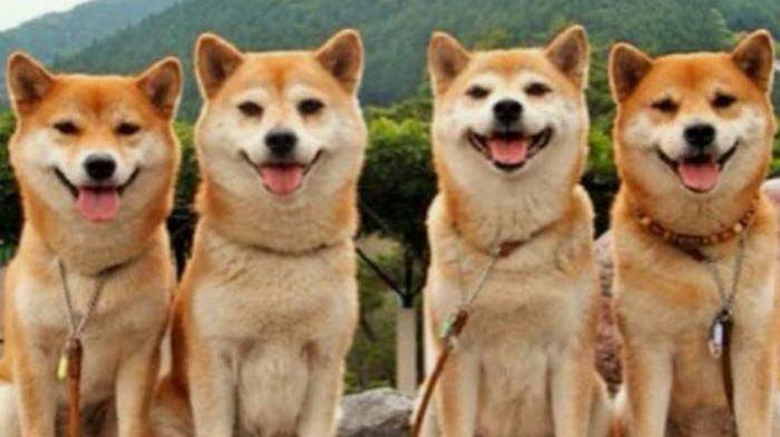 柴犬是什么好品种？这些你要清楚(图1)