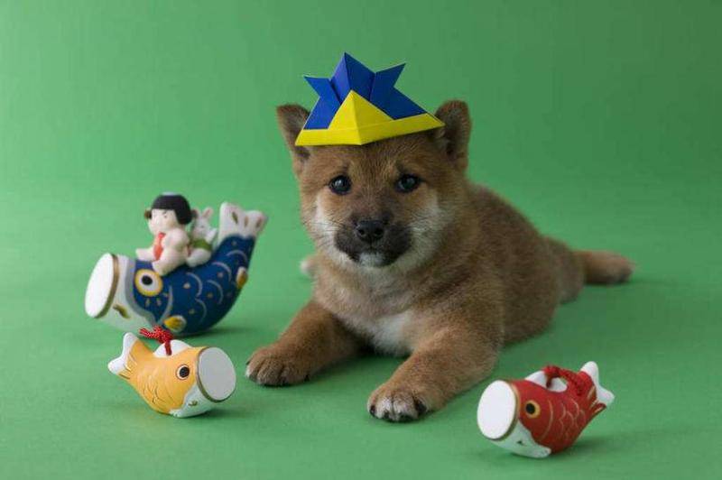 柴犬是什么好品种？这些你要清楚(图2)