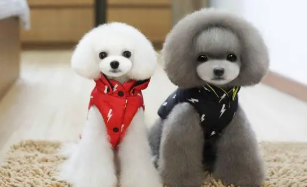 宠物究竟应该不应该穿衣服?益处和弊端各有什么呢?(图1)