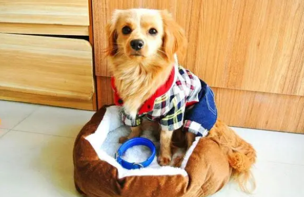 宠物究竟应该不应该穿衣服?益处和弊端各有什么呢?(图2)