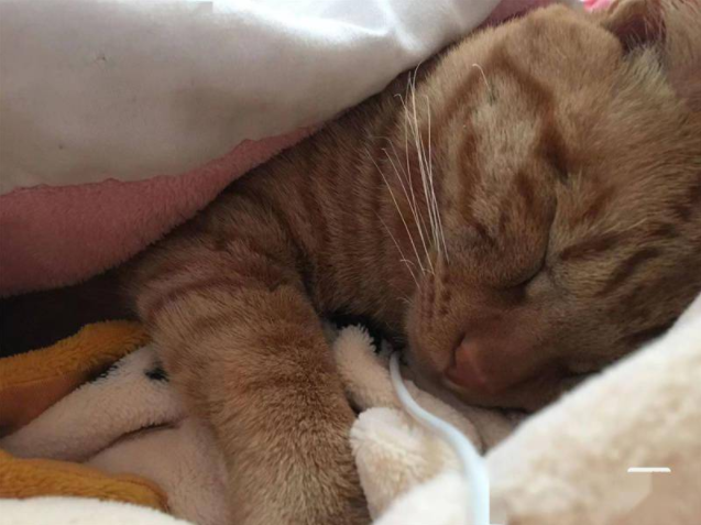 猫猫挺上来了!成华封控小区上演宠物救援记(图1)