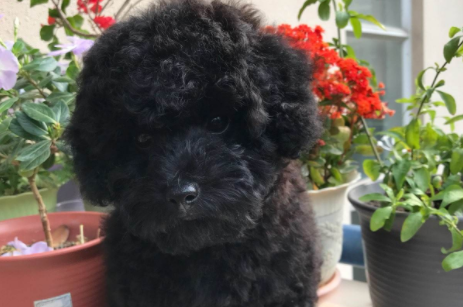 红色的泰迪狗很比较值钱吗？只不过是不最常见罢了(图2)