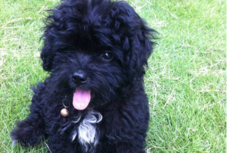 红色的泰迪狗很比较值钱吗？只不过是不最常见罢了(图1)