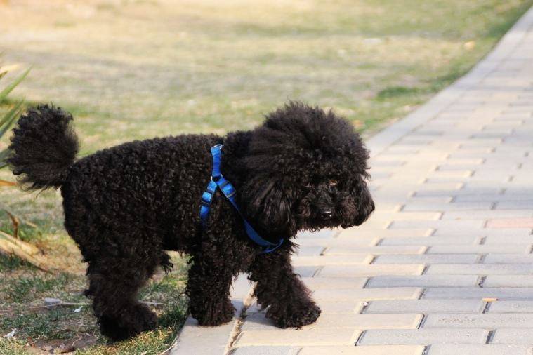 红色的泰迪狗很比较值钱吗？只不过是不最常见罢了(图3)