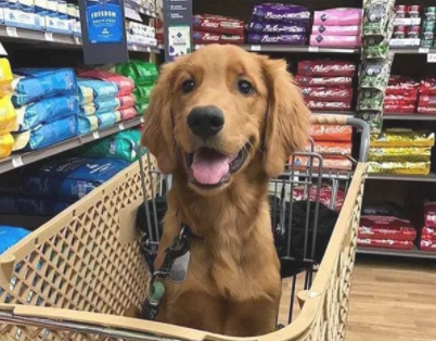 养狗久了 你肯定会有这些行为！(图1)