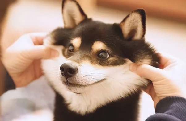 养狗久了 你肯定会有这些行为！(图2)