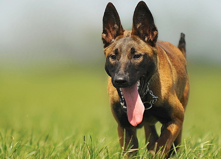 马犬看家护院咋样啊?肯定注意培养最重要的是(图1)