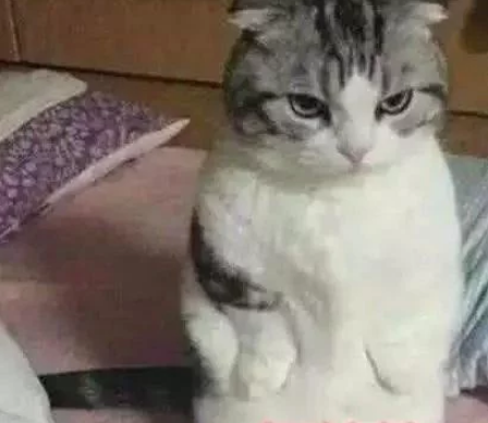 主人睡醒烧饭 带走猫咪懒觉 见到猫咪醒来时的样子主人瞬间感动的话又哭了(图1)