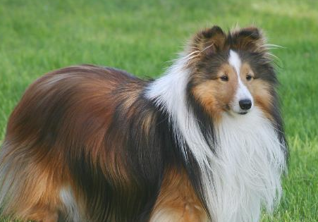 这个狗狗掉毛太的极为严重 来打听一下下吧！(图1)