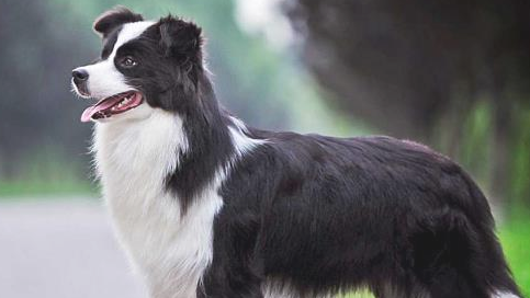 这个狗狗掉毛太的极为严重 来打听一下下吧！(图2)