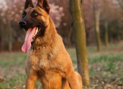 马犬看家护院好不好？那就培养训练最最重要(图3)