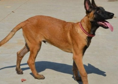 马犬看家护院好不好？那就培养训练最最重要(图2)