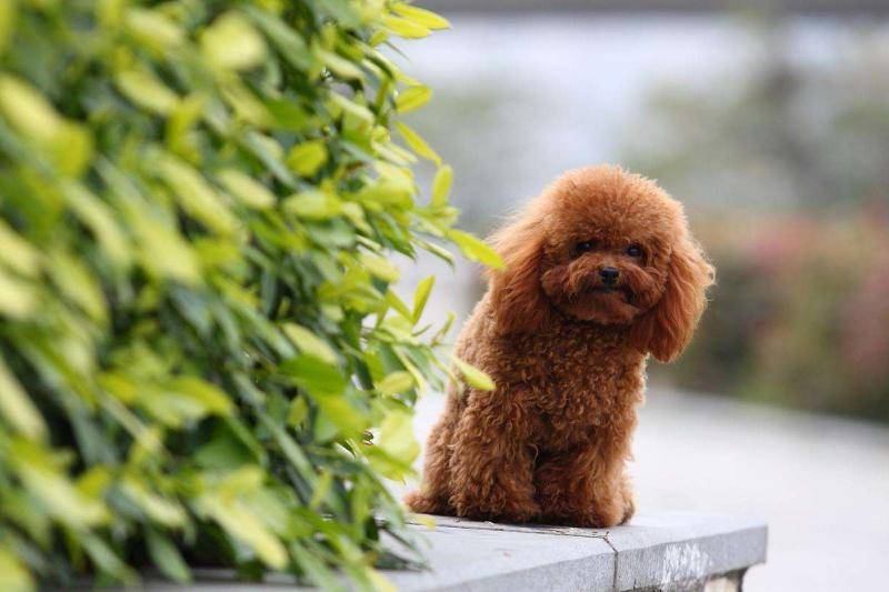 贵宾犬肠胃不好怎么慢慢调理？下面这个做法也可以再试试(图3)