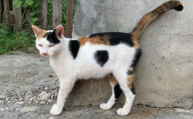 比流浪猫还惨的家猫 大冬天被主人拴在室外 七天吃上一顿饭(图1)