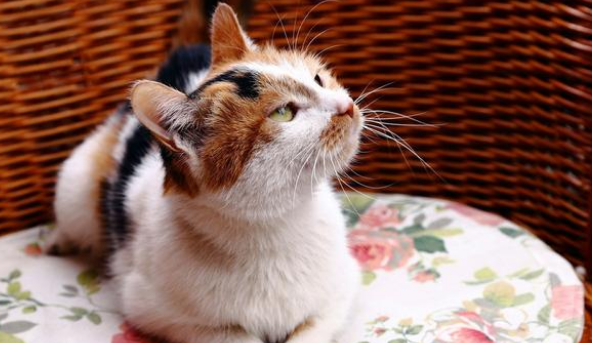 比流浪猫还惨的家猫 大冬天被主人拴在室外 七天吃上一顿饭(图2)