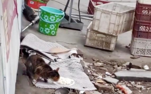 比流浪猫还惨的家猫 大冬天被主人拴在室外 七天吃上一顿饭(图3)