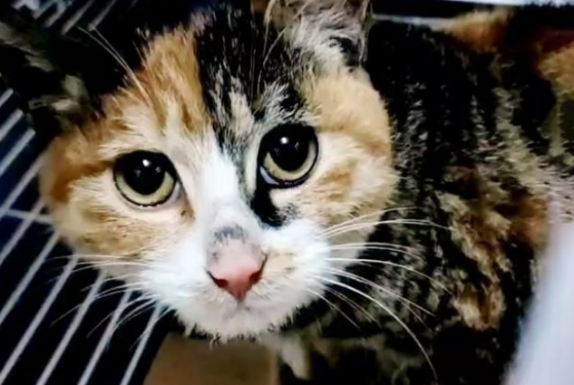 比流浪猫还惨的家猫 大冬天被主人拴在室外 七天吃上一顿饭(图4)
