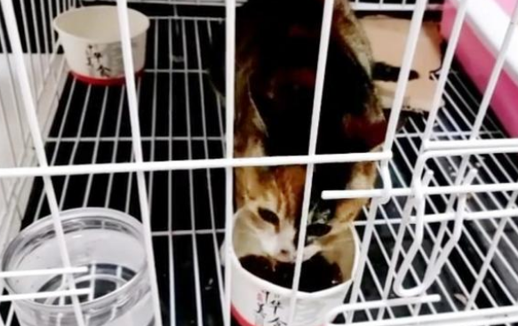 比流浪猫还惨的家猫 大冬天被主人拴在室外 七天吃上一顿饭(图5)