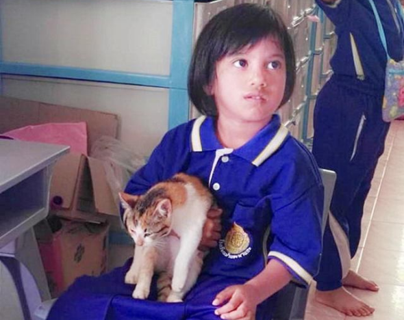 小女孩捡到流浪猫 家长不让养 没有想到猫咪结果竟蓝月帝国“班宠”(图1)
