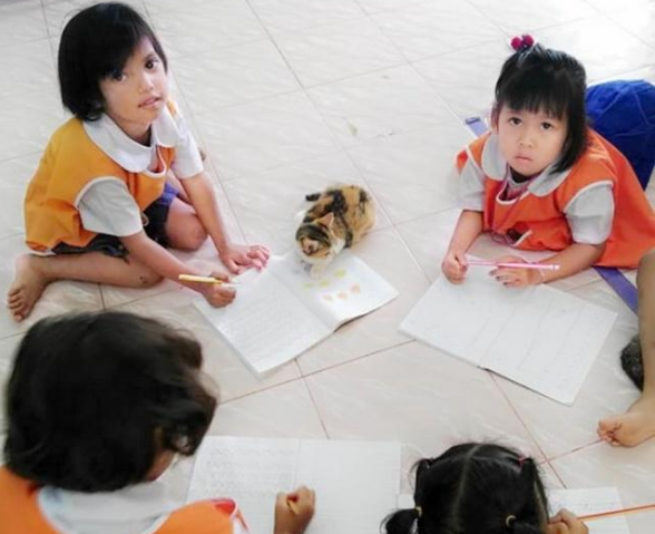 小女孩捡到流浪猫 家长不让养 没有想到猫咪结果竟蓝月帝国“班宠”(图2)