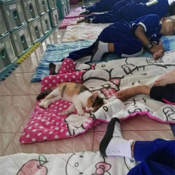 小女孩捡到流浪猫 家长不让养 没有想到猫咪结果竟蓝月帝国“班宠”(图3)