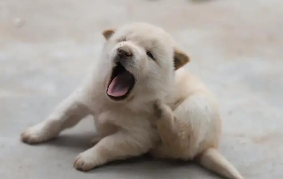 新手养狗有五个误区 对你养狗有好处(图2)