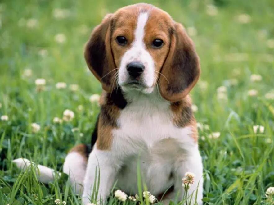 新手养狗有五个误区 对你养狗有好处(图1)