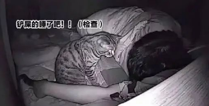 果然拍到了猫咪对我的作威作福了 又可气又愚蠢！(图1)