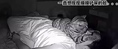 果然拍到了猫咪对我的作威作福了 又可气又愚蠢！(图2)