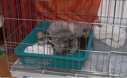 母猫忽然就开始攻击主人 问了兽医才明白 那个没法随便挪动身体小奶猫(图1)