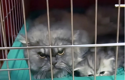 母猫忽然就开始攻击主人 问了兽医才明白 那个没法随便挪动身体小奶猫(图3)