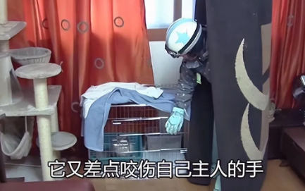 母猫忽然就开始攻击主人 问了兽医才明白 那个没法随便挪动身体小奶猫(图2)