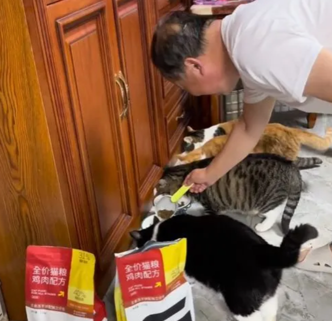 大爷带2只猫咪遛弯 路上遇行人再度回过头来：跑过业务去养鹅吧(图3)