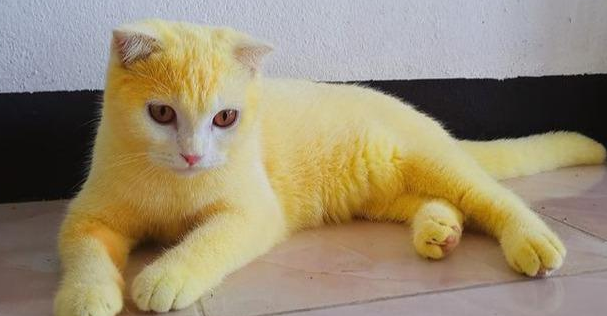再现实版的“猫界皮卡丘”：猫咪炎症感染 主人却用“土方”染了色(图1)