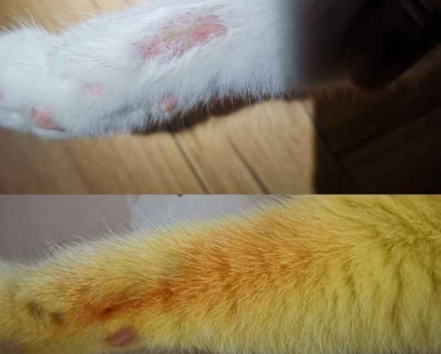 再现实版的“猫界皮卡丘”：猫咪炎症感染 主人却用“土方”染了色(图2)