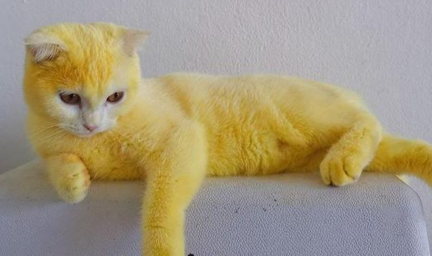 再现实版的“猫界皮卡丘”：猫咪炎症感染 主人却用“土方”染了色(图3)