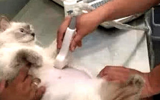猫咪肚子越来越强 女主带去医院检查后 医生说罢结果猫咪懵了(图1)