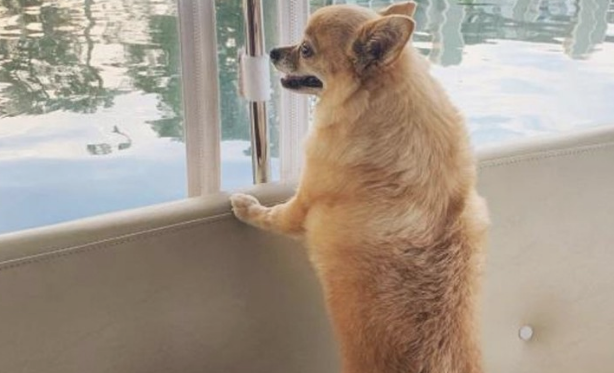 让狗仅用脚跟起身慢慢行走 是有损害的!(图1)