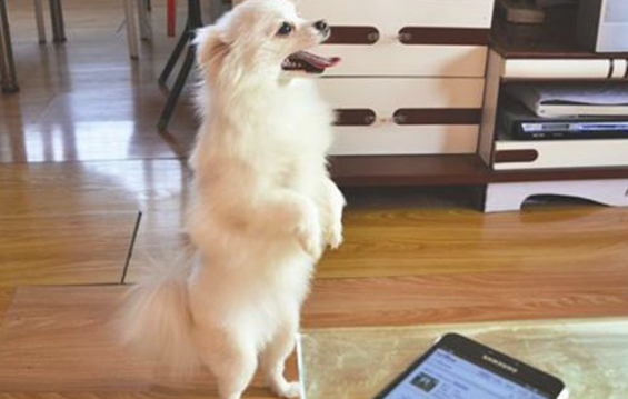 让狗仅用脚跟起身慢慢行走 是有损害的!(图2)