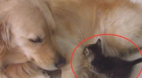 金毛狗狗爱捡物 此行捡了只小奶猫回家了了 猫奴：难怪跑这样利落干脆(图2)