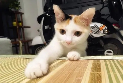 家里的猫粮消耗量极其变大 暗中行事全面的调查有了结果：还学会了“包养”了(图2)