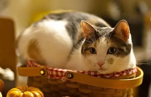 家里的猫粮消耗量极其变大 暗中行事全面的调查有了结果：还学会了“包养”了(图1)