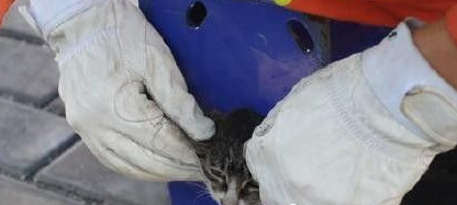 小猫咪头被卡住了痛得咪咪叫消防员急锯篮球架救援(图1)