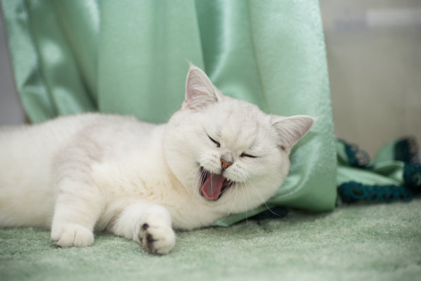 面生母猫生小猫|男子回房拿衣服穿 意外发现并不陌生猫妈妈在床下生了一窝猫(图1)