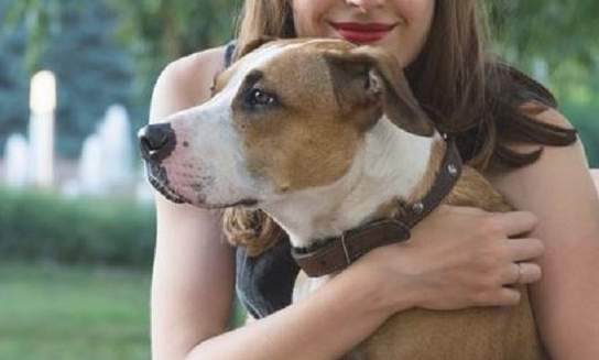 小狗不开心的5种主要态度 主人要很清楚!(图1)