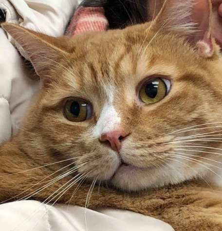 超委屈！三岁橘猫毕竟太粘人反遭主人弃狗(图1)